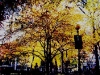 nyc-fallcolor.jpg
