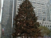 30rocktree.jpg