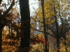 fallcolor.jpg